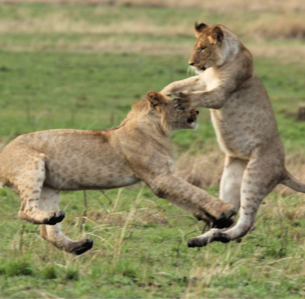 Tanzania, Fly in Luxury Safari