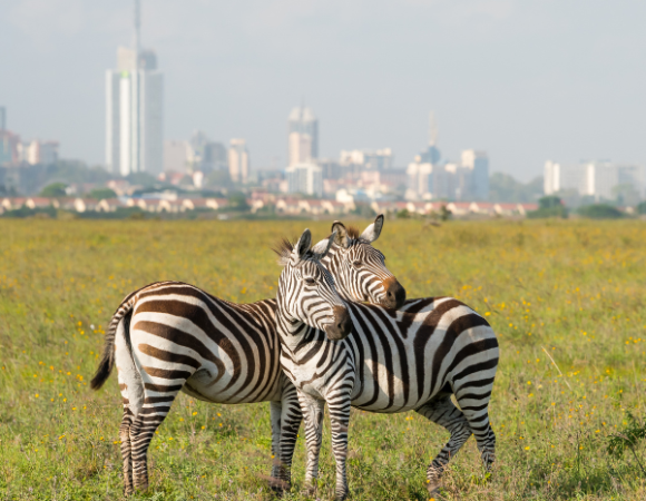 Wild Tanzania, Seven Days