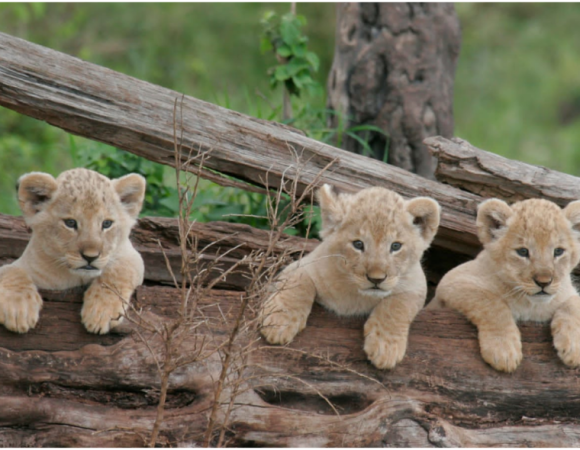 Kenya Luxury Safari Circuit