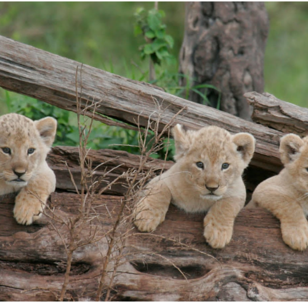 Kenya Luxury Safari Circuit